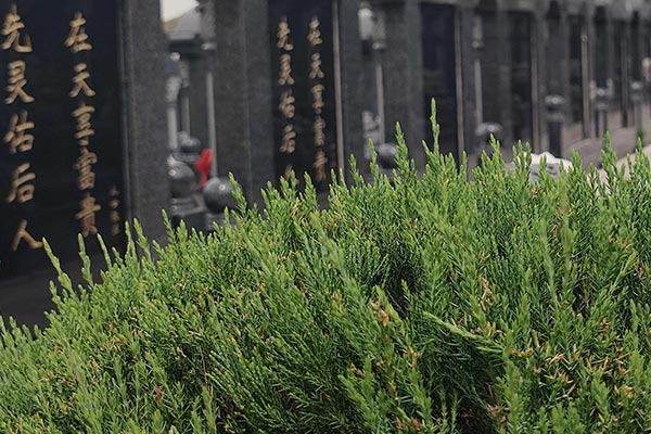 沈陽墓地公墓弘揚尊老、厚養薄葬、龍生公墓提倡文明節儉辦理喪事