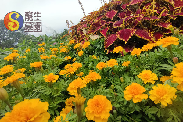 沈陽墓園圣賢文化突出，匠心設計龍生墓園文化景觀