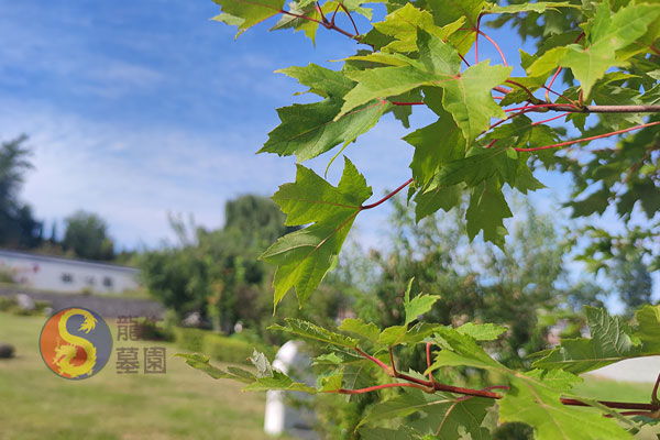 沈陽墓地陵園：龍生墓園山清水秀，冬季買墓優惠活動來襲，一站式服務貼心相伴