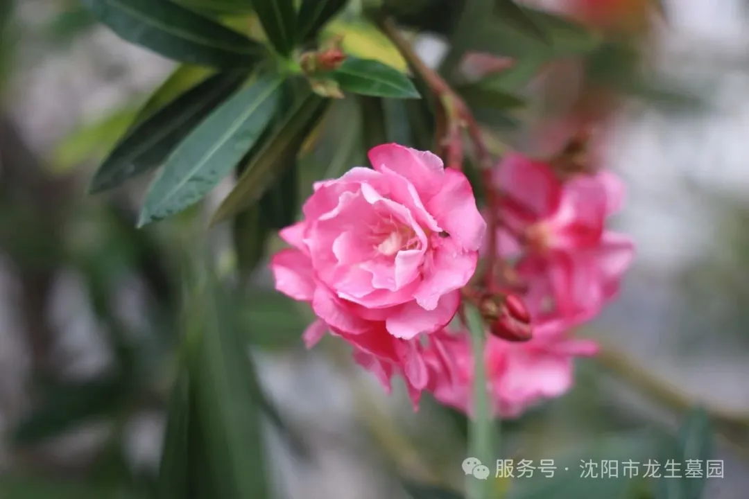 沈陽龍生墓園父親節特輯｜把愛釀進時光