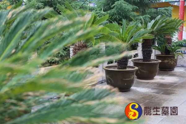 沈陽公墓樹葬預約參觀的具體流程是什么？