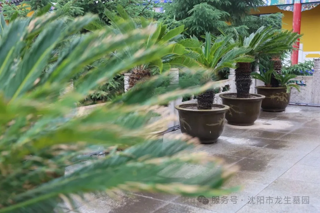 沈陽龍生墓園父親節特輯｜把愛釀進時光