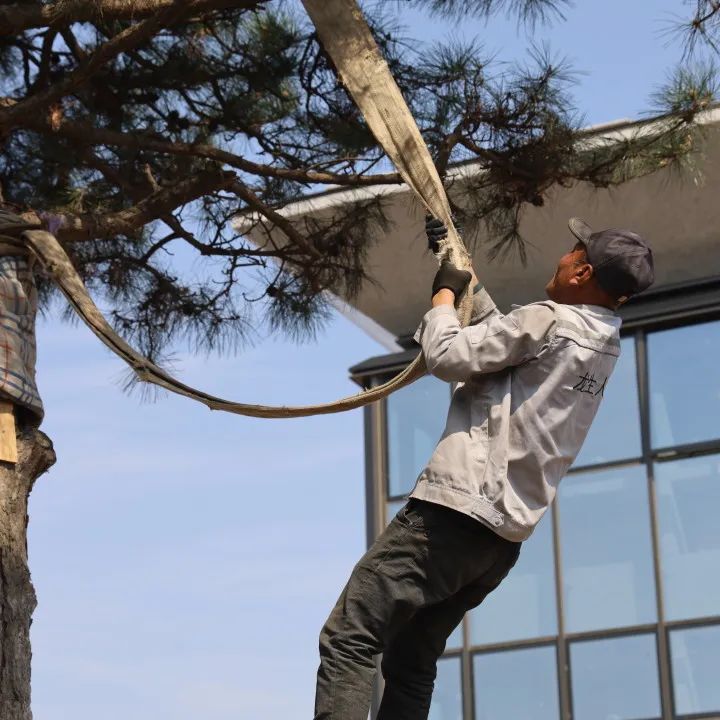 元旦喜迎新，龍生憶去歲，展今朝，未來可期，沈陽墓園365天為愛守護！